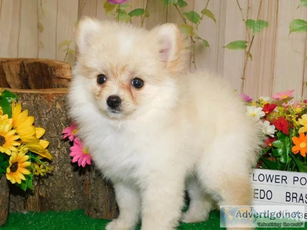 HUGE PUPPY SALE Financing. Credit Cards Welcome