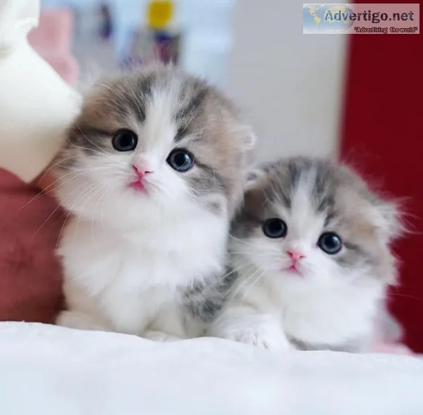 Charming Munchkin kittens for sale