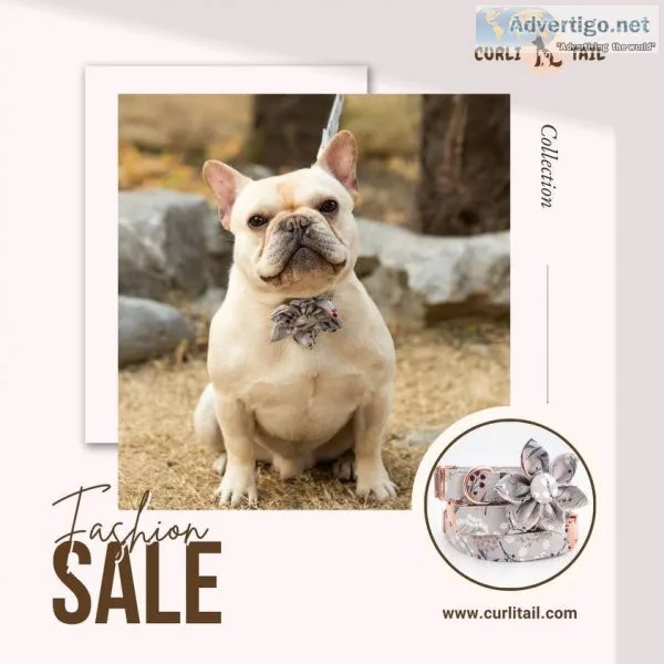 Largest Pet accessories online store in USA  Free Shipping Onlin
