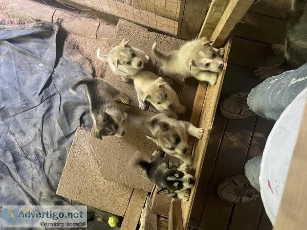 Husky puppies for sale