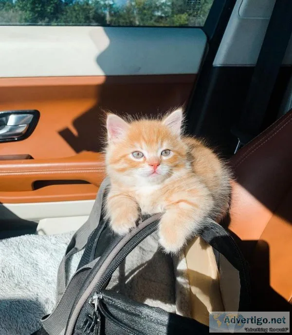 Good Looking Munchkin Kittens for sale