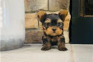 Silverbell Merle Yorkshire Terrier puppy ready to come home Give