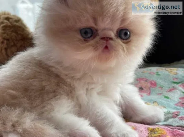 Beautiful Persian kittens