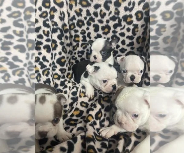 Boston Terrier puppies are AKC registered
