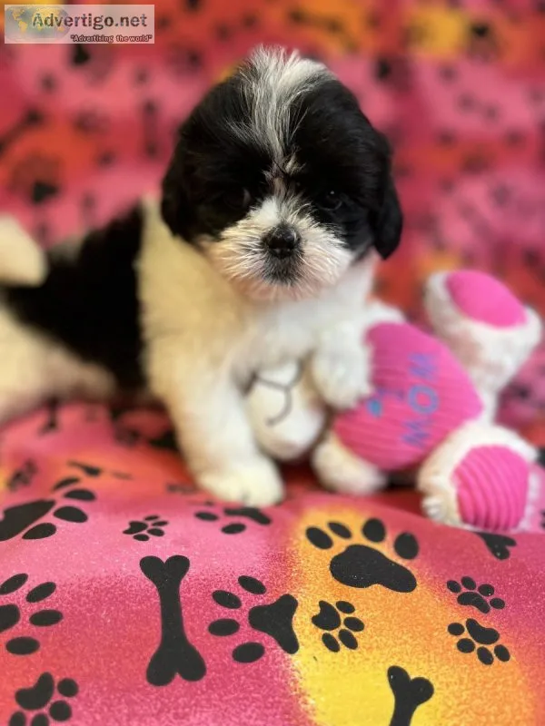 LHASA APSO FEMALE FLUFFY FEMALES