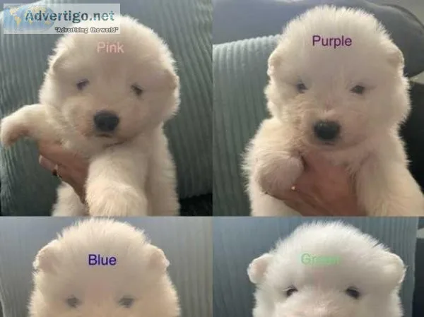 Beautiful Samoyed puppies