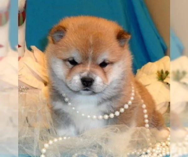 Amazing Shiba Inus