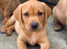 Labrador retriever puppies for sale