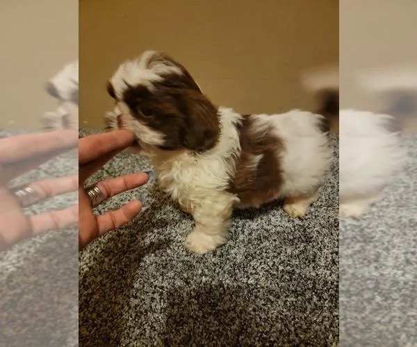 companion AKC Shih Tzu Pups for sale
