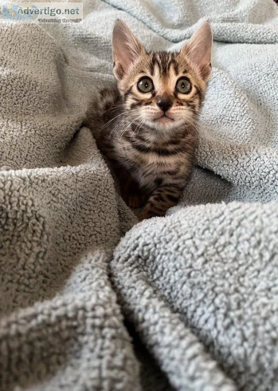2 girls and 1 boy Bengal kittens left