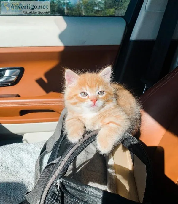 Sweet Munchkin kittens for sale