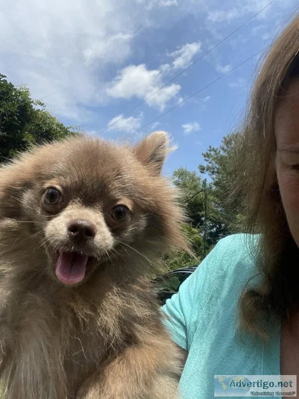 Pomeranian