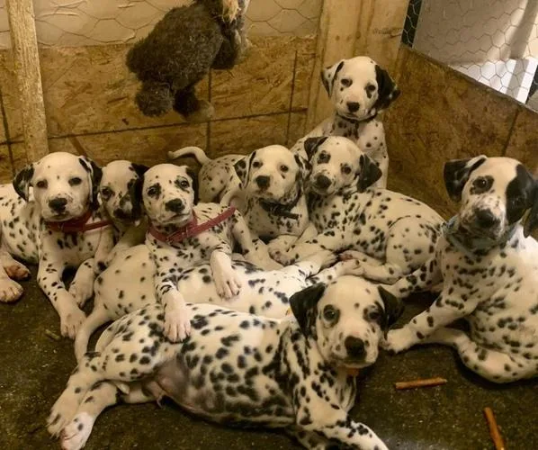 potty training Dalmatian Pups AKC Reg for sale