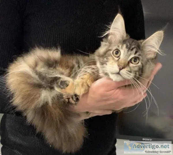 TICA registered Maine coon kittens