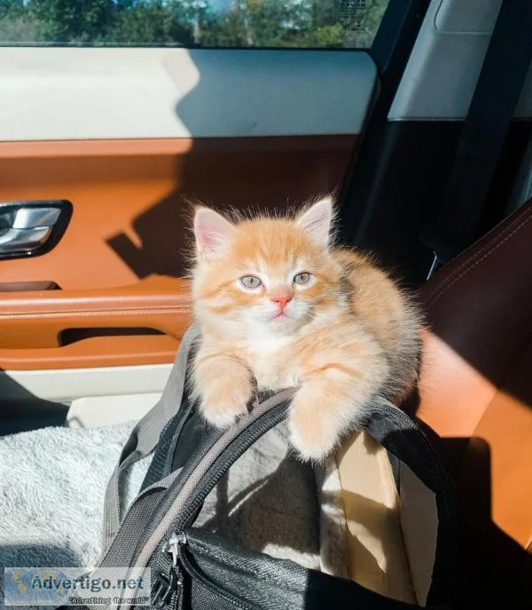 vE Munchkin kittens for sale