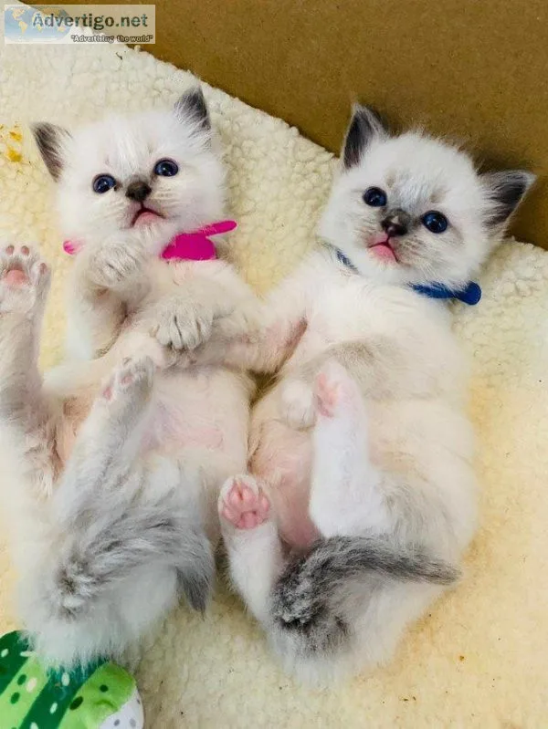 Stunning Ragdoll Blue boy and girl left Ready
