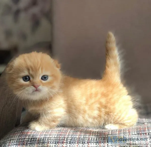 Well trained Munchkin kittens for sale