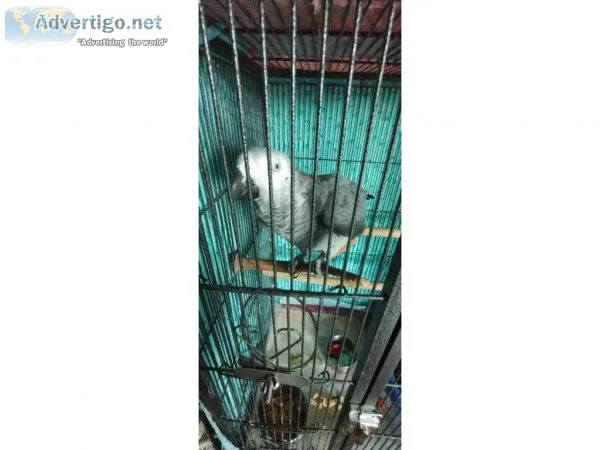 Talking African Grey Parrot