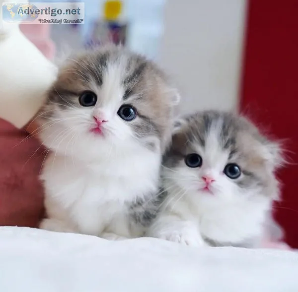 Spledit Munchkin kittens for sale