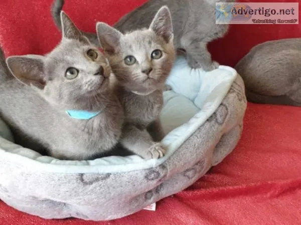 Registered Full Pedigree Russian Blue Kittens