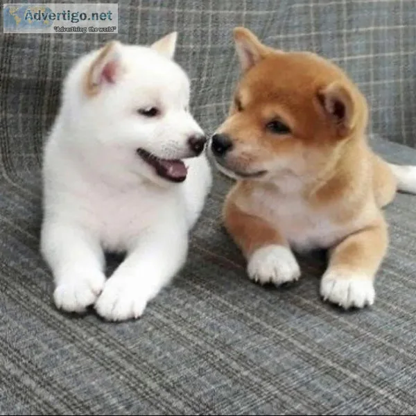 Sweet SHIBA INU Puppy