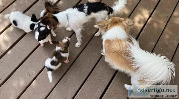 Papillon Puppies for sale