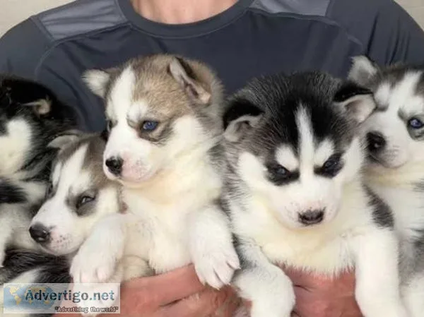 KC Registered Siberian Husky Pups