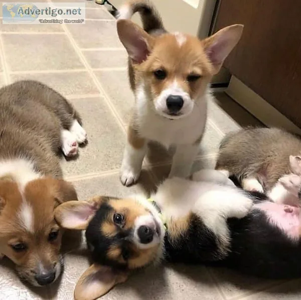 Pembroke Welsh Corgi Puppies