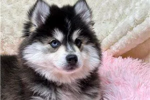 Give a Pet a Forever Home