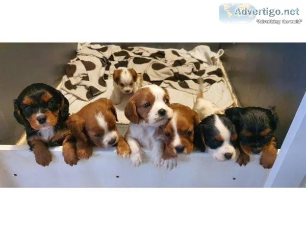pure Cavalier King Charles Puppies