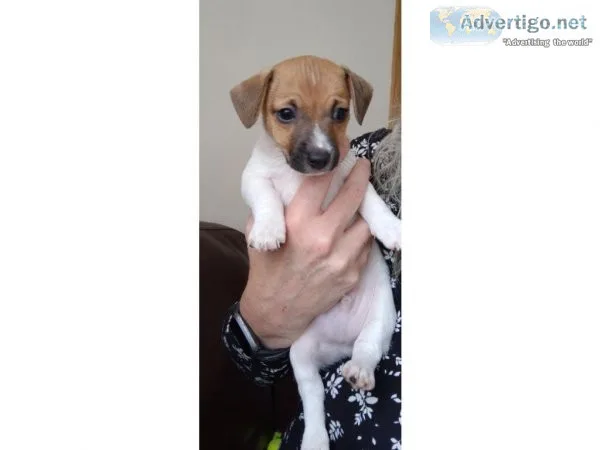 Jack Russell Terrier Puppies