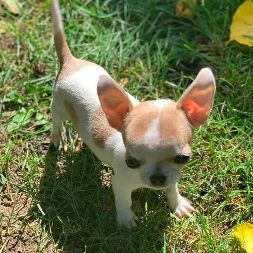 Home trained Puppies for adoption