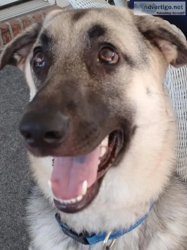 One year old shepherd lab mix