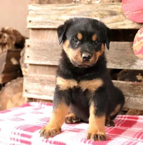 Rottweiler Puppies Available For Adoption