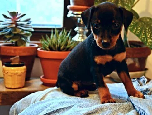 MINIATURE PINSCHER PUPPIES AVAILABLE