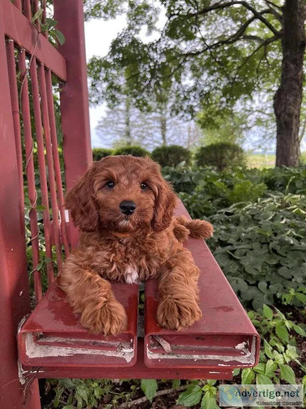 male Cavapoo puppies