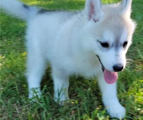 siberian husky puppies 200