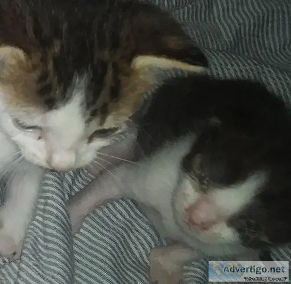 Adorable kittens free to good home