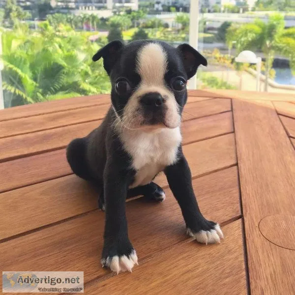 bonston terrier puppies available..