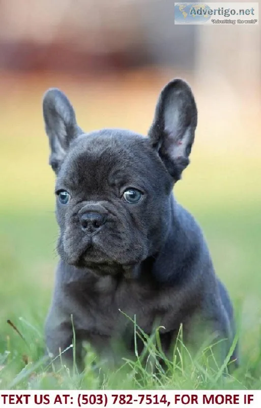 AKC registered French Bulldogs