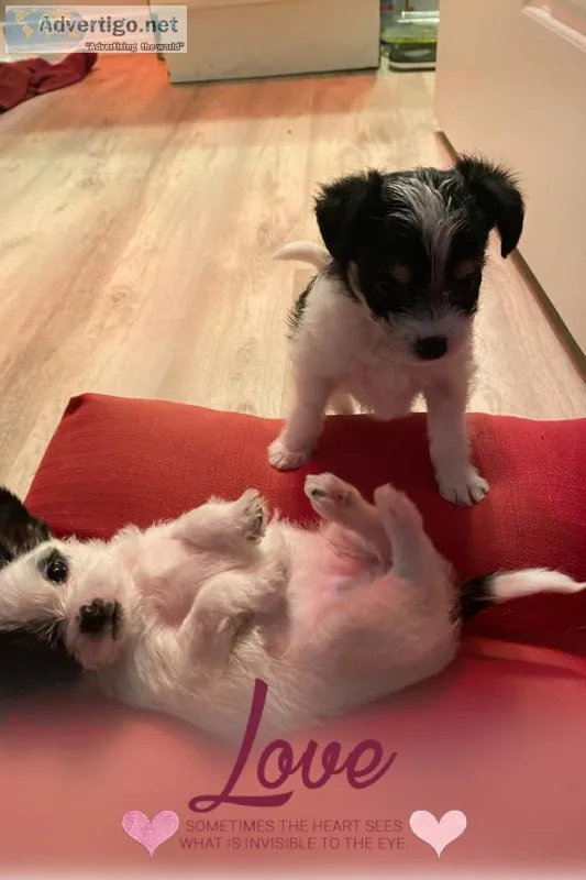 Tiny Bichon Poodle mix