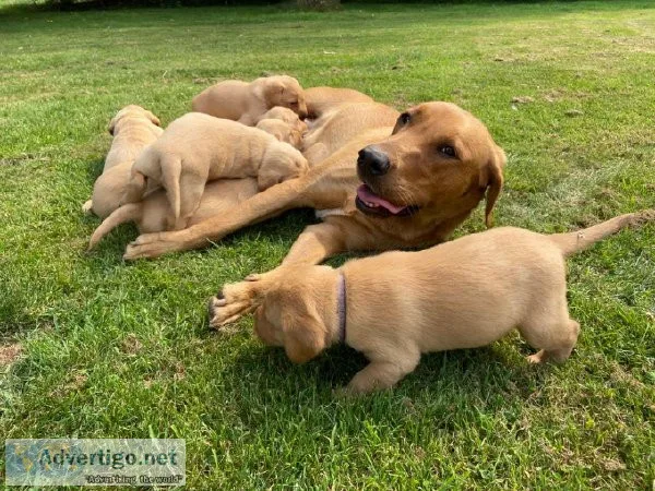 Golden Retriever Puppies