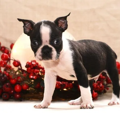 Boston Terrier Puppies For Adoption
