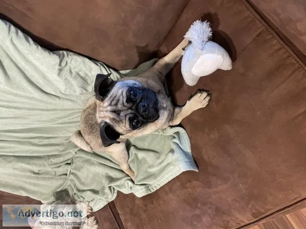 pug