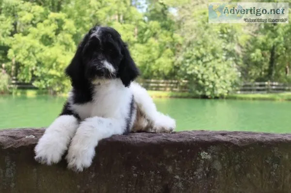 Bently male F1b Middy to Mini Sheepadoodle