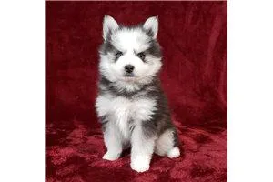 This sweet Male Pomsky......... is Turbo.