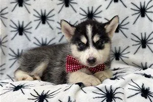 Kent is a funny little pup who loves attentionREADY FOR NEW HOME