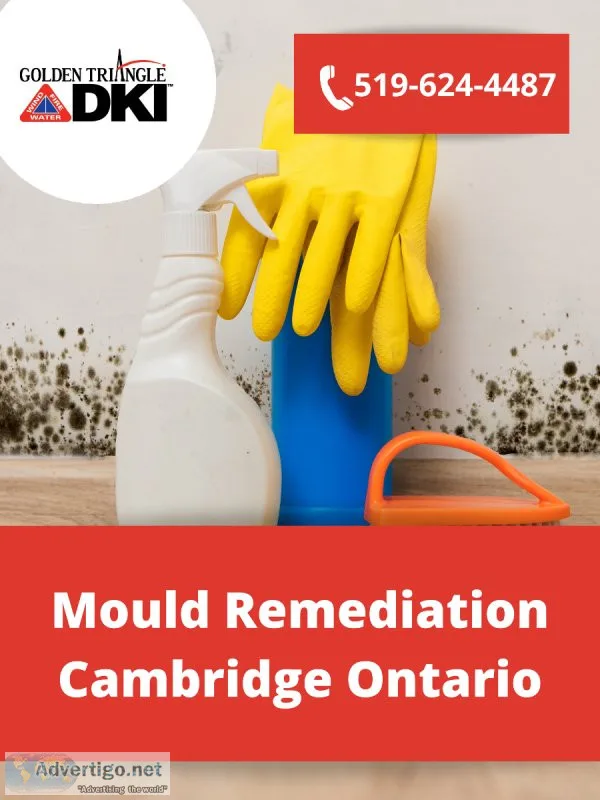 Mould Remediation Cambridge Ontario