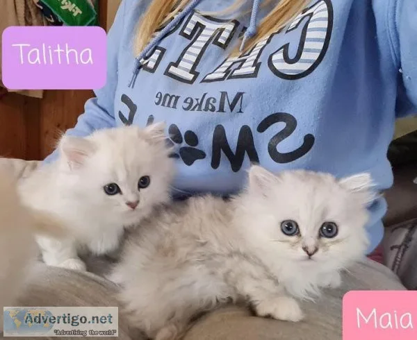 Registered Persian kittens available