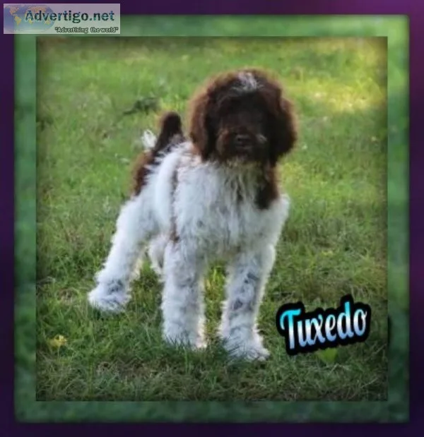 Tuxedo Male F1b Mini to Middy Sheepadoodle